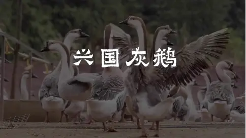 【百縣千紅新農(nóng)人】興國灰鵝微博宣傳片