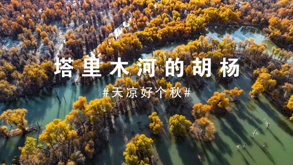 新疆塔里木河的胡杨