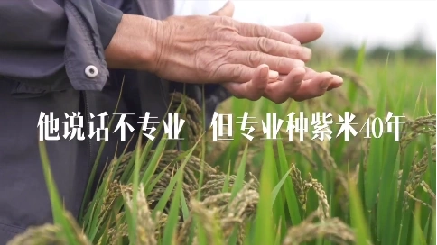 我?guī)同攪车路N紫米合輯