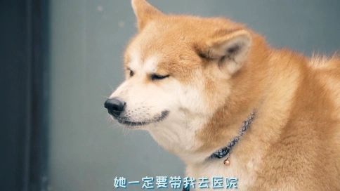愛妮康寵物 創(chuàng)意短視頻