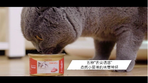 猫咪食用罐头