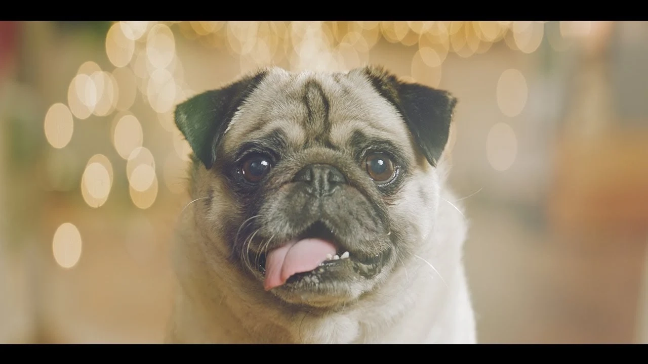 All I Want For Christmas