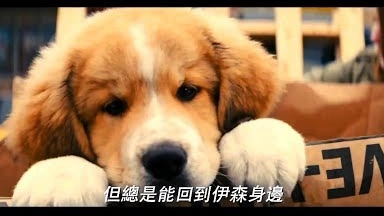 "為了與你相遇"感人正宗續集【狗狗的旅程】HD高畫質中文電影預告