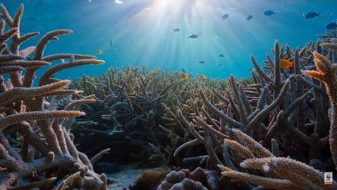 Our Planet Behind the Scenes - Great Barrier Reef