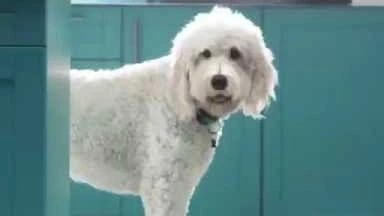 Flash Ah-ah Dog #FlashDog 2016 [audio-described] Advert |  | P&G UK and Ireland
