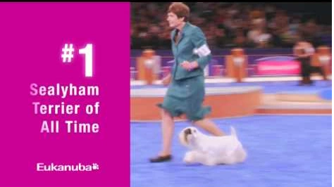Eukanuba: Dog Food Trusted by Champion Dogs and Breeders
