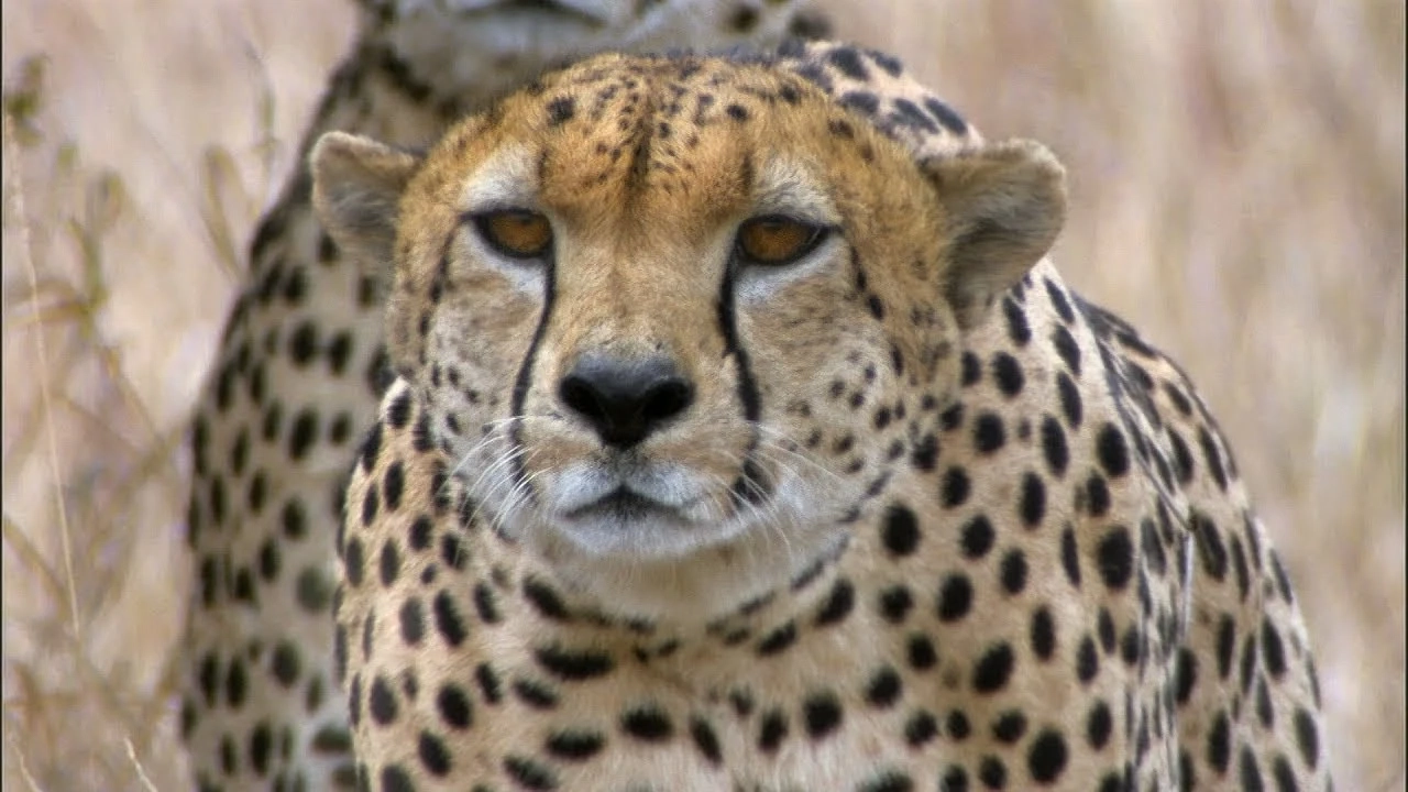 Three Cheetahs Vs Ostrich | Life | BBC Earth