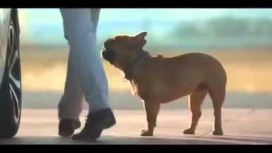 Dog Stretching Citroën Commercial