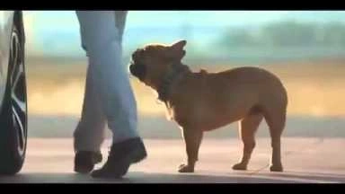 Dog Stretching Citro?n Commercial