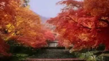 清水寺北野天滿宮被漂亮紅葉包圍吸引你去京都旅遊
