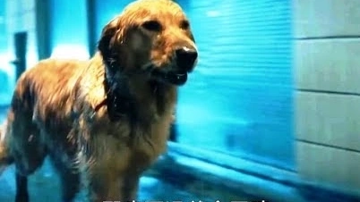超萌黃金獵犬視角【我在雨中等你】HD中文正式電影預(yù)告