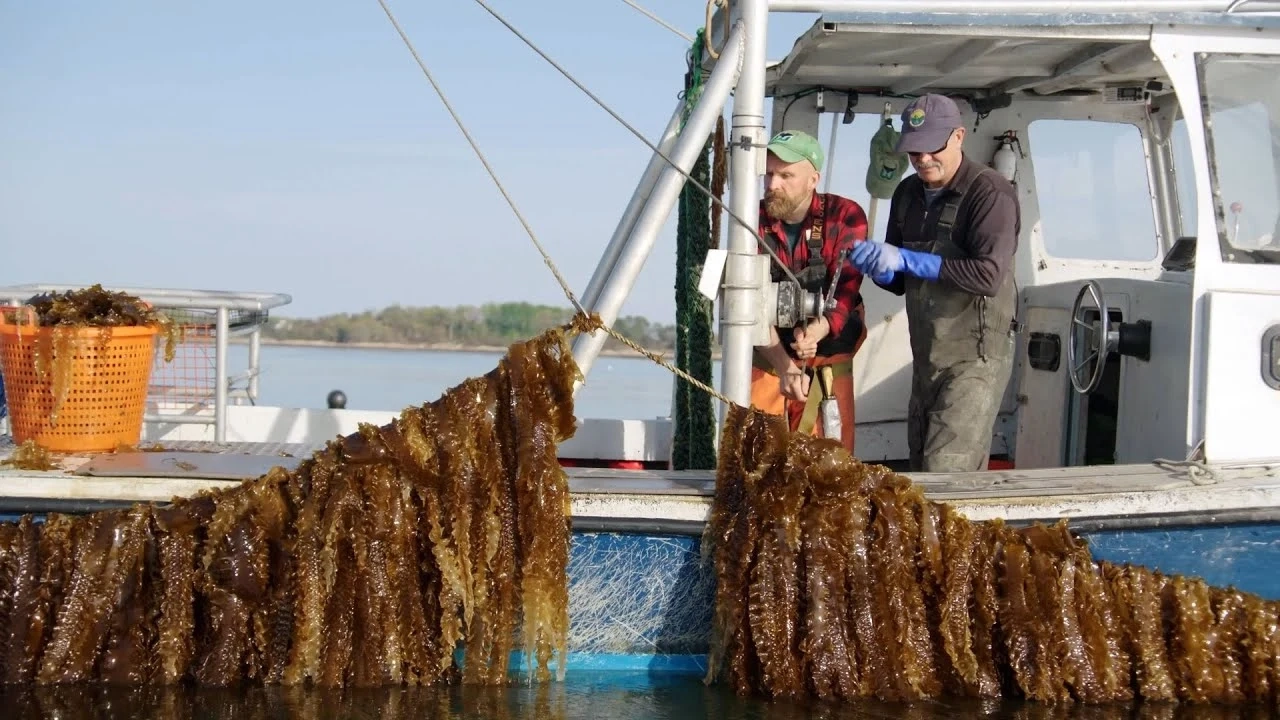 Can we restore our seas through ocean farming?