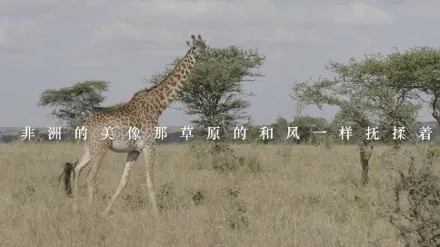 坦桑尼亚旅行记