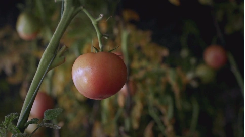 产品宣传片——《无公害西红柿》