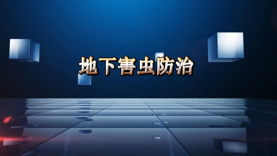 大同区：玉米地下害虫防治