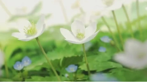 她對你說：你回來啦嗎？
