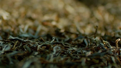普洱古树茶电商主图视频拍摄详情设计制作