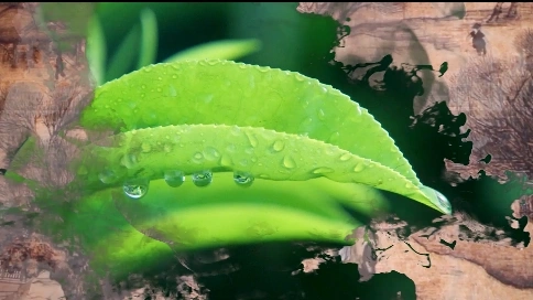 《一茶藝人》