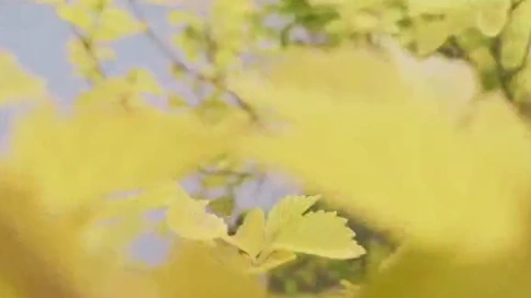 什么是詩和遠(yuǎn)方