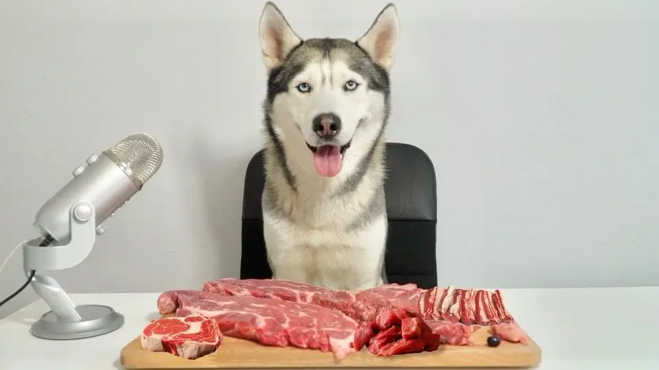 二哈吃播又营业啦《牛肉大餐》