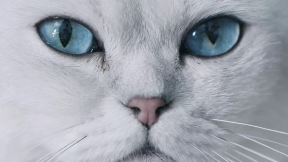 长城汽车欧拉白猫