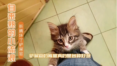 自來(lái)熟的流浪貓兄弟，精力無(wú)限，可折騰壞了鏟屎官
