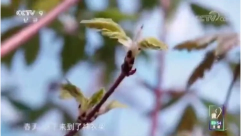 CCTV-9，紀(jì)錄片頻道《看春天·川金絲猴》