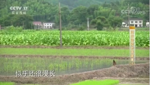 治愈系充滿希望的聲音：扶貧配音
