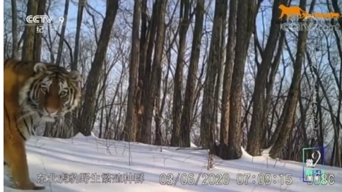 CCTV-9，紀(jì)錄片頻道《看春天·森林里的東北虎》