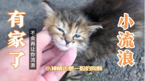暴躁的小流浪貓，已經(jīng)有了新家，再也不用流浪咯