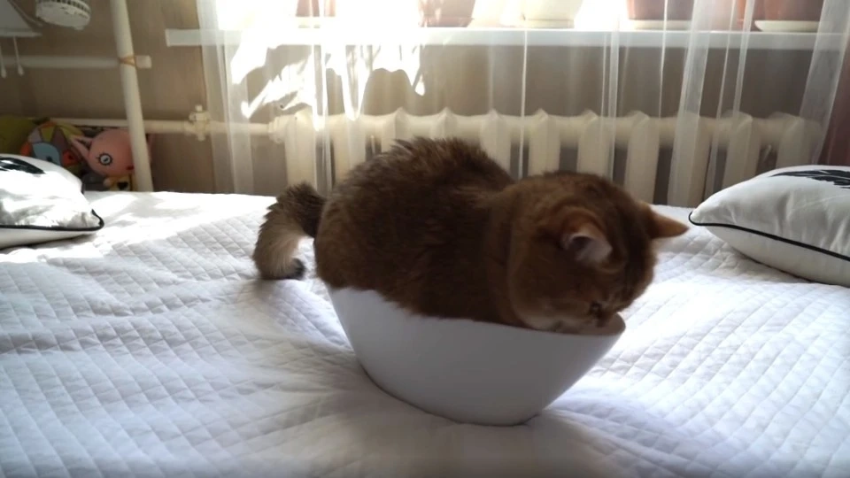 这是我第一次尝试这个白色的碗，感觉还不错