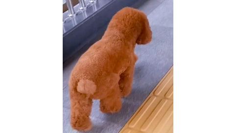 寵物狗出門玩