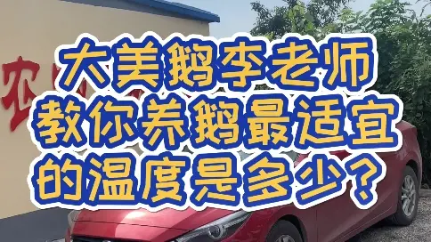大美鵝李老師教你養(yǎng)鵝適宜的溫度是多少？