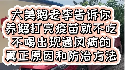 大美鵝老李告訴你養(yǎng)鵝打完疫苗要注意容易出現(xiàn)鵝痛風(fēng)病
