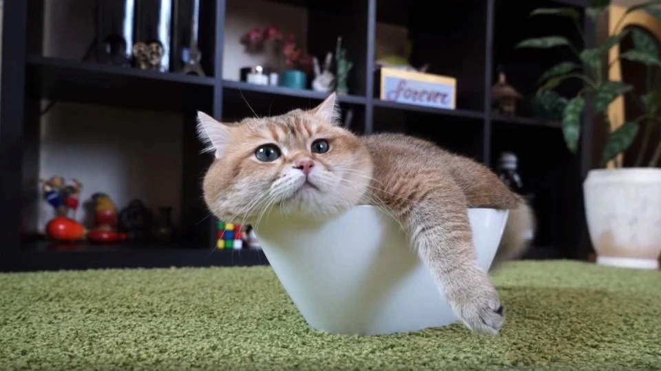 幸福的猫生，懒洋洋的中午