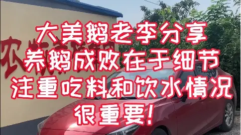 大美鵝老李分享養(yǎng)鵝成敗在于細節(jié)，注重吃料和飲水情況很重要。