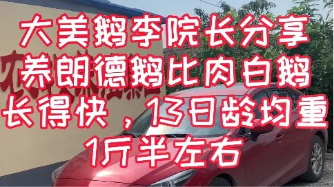 大美鵝分享，養(yǎng)朗德鵝比雜交肉白鵝長得快，13日齡均重1斤半左右。