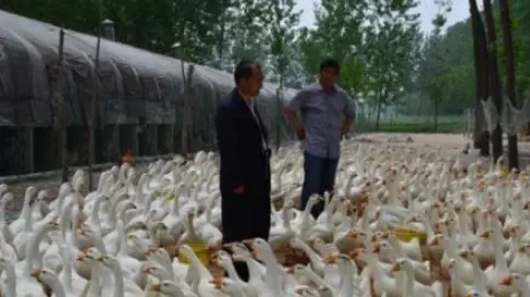 大美鵝老李經驗分享，使用大美鵝基地育雛方案養(yǎng)鵝幾千只死亡幾只