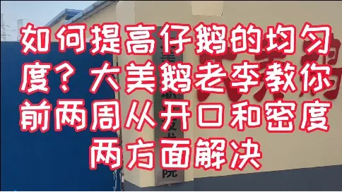 如何提高仔鹅均匀度？大美鹅老李教你前两周从开口和密度两方面解决