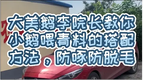 大美鵝李院長(zhǎng)教你，小鵝喂青料的搭配方法，防啄防脫毛。
