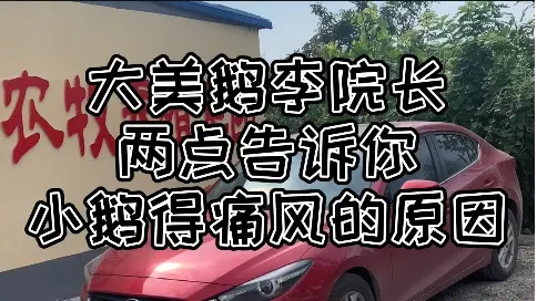 大美鵝李院長兩點告訴你，小鵝得痛風的原因！