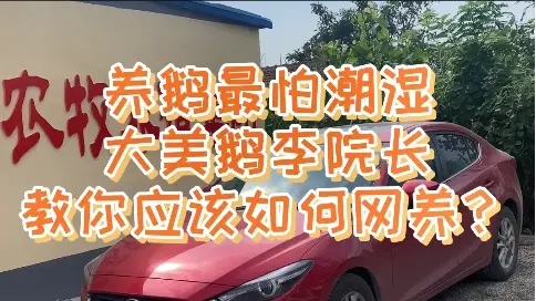 養(yǎng)鵝最怕潮濕，大美鵝李院長教你應該如何網(wǎng)養(yǎng)?