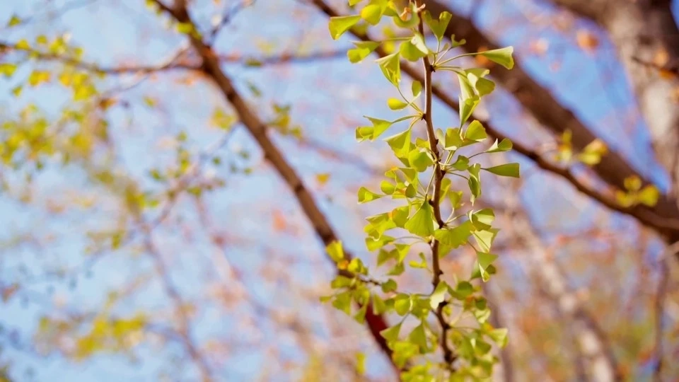 夙沙科教村的秋天