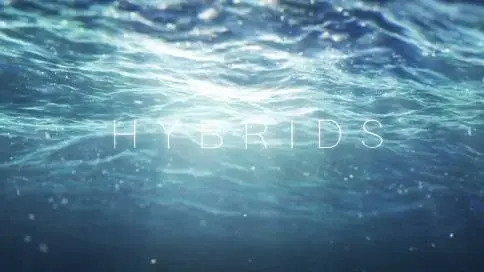 海洋公益微电影《hybirds》