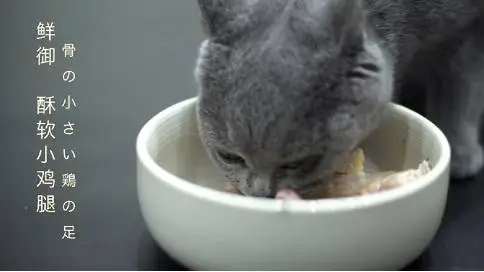 宠物猫的猫粮产品宣传片 