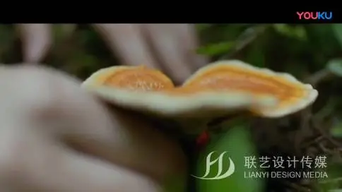 东莞联艺设计传媒-电商产品宣传片-破壁灵芝孢子粉