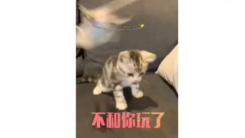 萌宠猫咪创意短视频