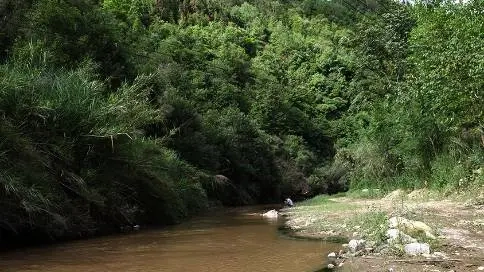 勐麻河的普洱茶：天生的野花香味道