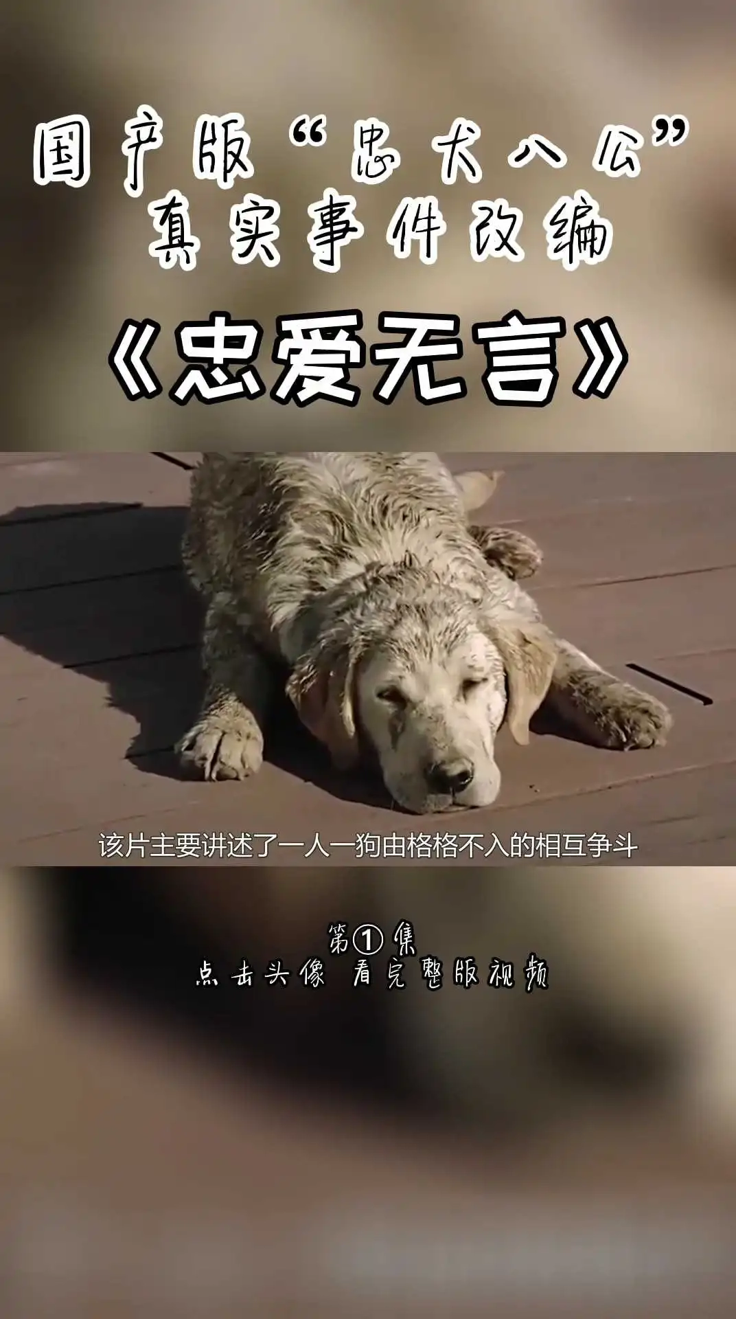 國(guó)產(chǎn)版忠犬八公《忠愛(ài)無(wú)言》第一集 上