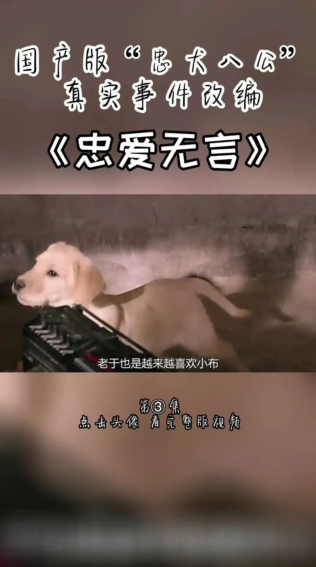 国产版忠犬八公《忠爱无言》第三集 上